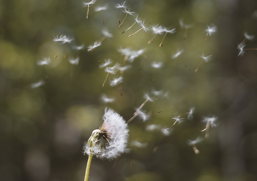 Dandelion clock