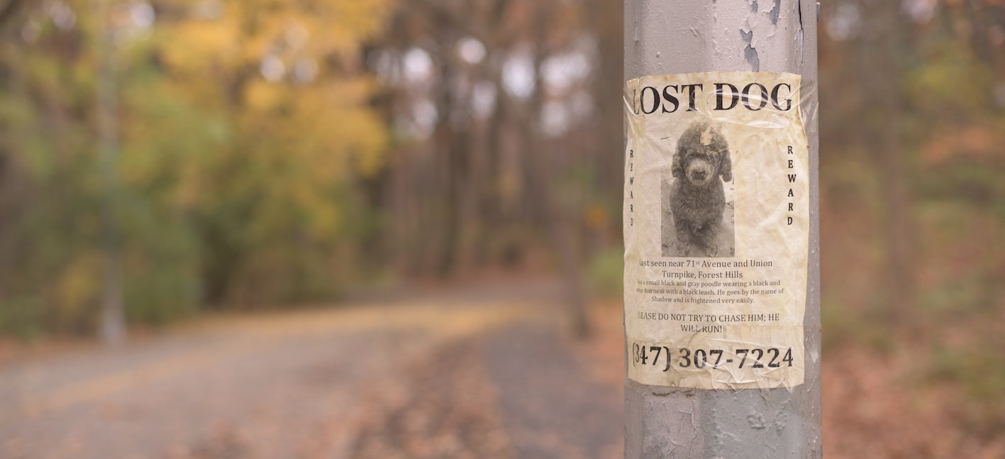Lost dog poster on lamppost by side of the road