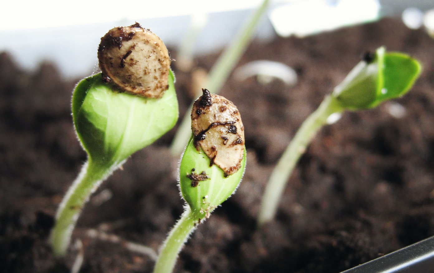 Image shows small plant shoots growing from the soil to demonstrate growth. The context here is to show how to scale up a business