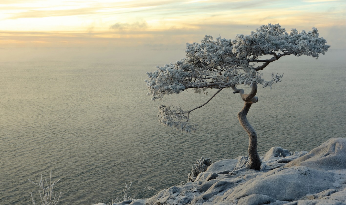 Developing Resilience In Leadership Teams blog - image is a tree on a mountainside with the sun rising in the distance. It shows resilience in clinging on and still growing in an exposed landscape.